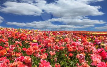 Picturesque field of the blossoming buttercups - ranunculus. Flowers are grown for export in the Nordic countries. Spring flowering garden large buttercups- ranunculus