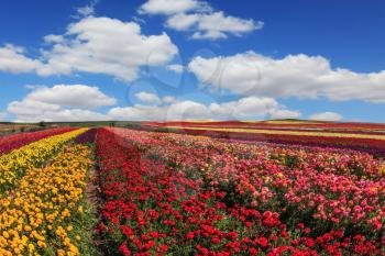  Farmer fields with the flowers which are grown up for sale for export. The blossoming garden buttercups