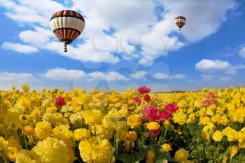 Picturesque field of beautiful yellow and red buttercups. The spring sun shines flying multicolored balloons