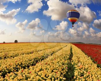 Picturesque field of beautiful yellow and red buttercups- ranunculus. The spring sun shines flying multicolored balloon