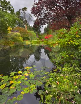 A pond covered by leaves of a lily and surrounded by blossoming bushes and weeping willows