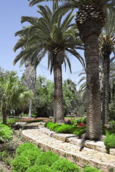 Magnificent park with palm trees,  cobbled paths and bright flower beds