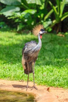 Picturesque bird in the South American zoo of exotic tropical birds. Magnificent Crowned Crane