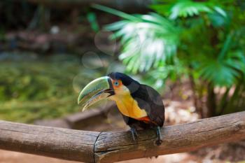 Large bird with bright plumage and a huge beak. Toucan in the South American zoo of exotic tropical birds