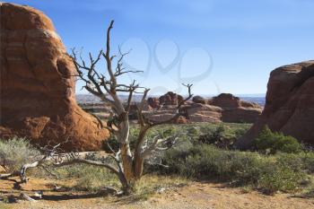 Natural hills of unusual forms from sandstone and dry trees in park  Arches 