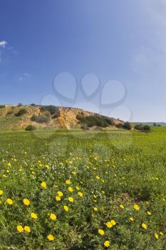 Green spring blossoming field with camomiles