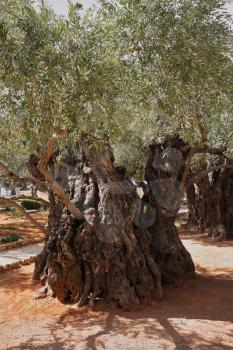 Ancient Jerusalem. One of the eight very old olive trees in the Garden of Gethsemane. Location prayer of Jesus before his arrest