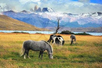 Gray and black horses grazing in a meadow near the lake. On the horizon, towering cliffs Torres del Paine