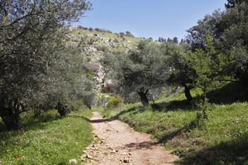 Footpath among the blossoming spring nature. The north of Israel, mountain Meron