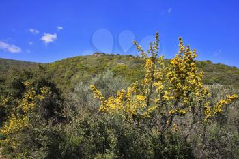 Vicinities of mountain Meron in clear spring day in Israel