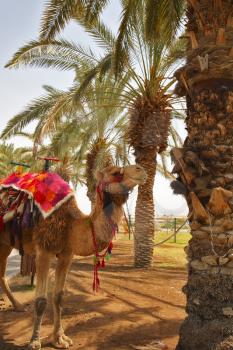 Oasis in desert. A camel in a red body cloth