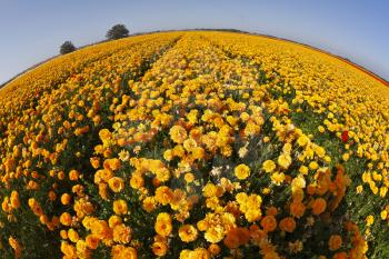 Bright spring flower fields. Orange buttercups