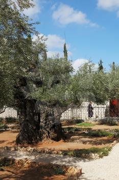 Jerusalem. The monk in the Gefsimansky garden