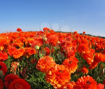 Picturesque field of the blossoming red-orange buttercups, photographed a lens  Fish eye