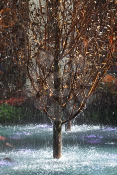 Winter Garden at the prestigious hotel. Picturesque tree in a spray of the fountain
