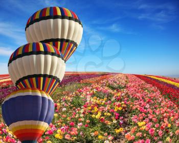 The cluster from three big balloons is decorated a landscape. Big fields of multi-colored buttercups. Spring windy day on a flower farm. 