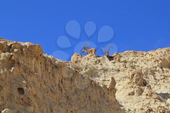 A family of mountain goats with huge curved horns. The ancient mountains near Eilat, Israel