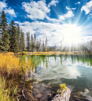 The small superficial lake is surrounded with a coniferous forest and turned yellow bush. Sunny autumn day in Jasper National Park  in Canada