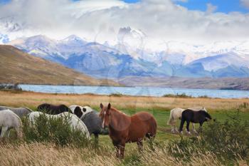 At lake the herd of magnificent horses is grazed. The fantastic lake Lagoon Azul in park Torres del Paine. 
