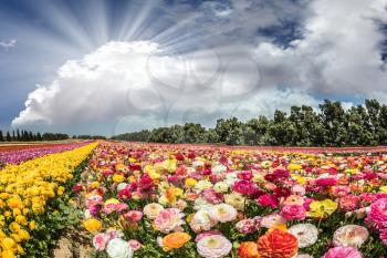 Flower kibbutz near Gaza Strip. The sun's rays shine from cumulus clouds. Spring flowering buttercups