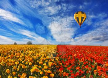  Big balloon flies over field of flowering.  Blooming red and yellow buttercups in spring in Israel