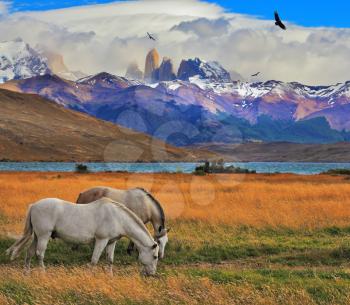  Lake Laguna Azul in the mountains. On the shore of Laguna Azul grazing horses. Impressive landscape in the national park Torres del Paine, Chile