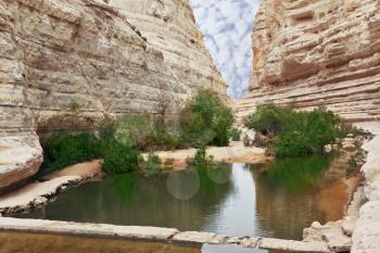 Very picturesque canyon Ein Avdat in the Negev desert. Yellow-brown canyon walls and green bushes are reflected in the creek Zin and small square pool