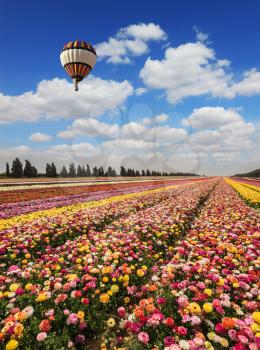 Spring flowering buttercups. Great multi-colored balloon flies over flower field. Flower kibbutz near Gaza Strip
