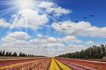 Flower kibbutz near Gaza Strip. Spring flowering buttercups. The sun's rays shine from clouds. Over the field flying flock of migratory birds