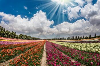 Flower kibbutz near Gaza Strip. The sun's rays shine from cumulus clouds. Spring flowering buttercups