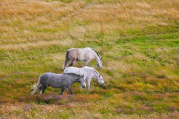 Two white and gray in the dappled white horses grazing on a grassy meadow