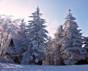 Christmas sunny morning on a mountain ski resort. Houses for tourists in the pine forest covered with snow