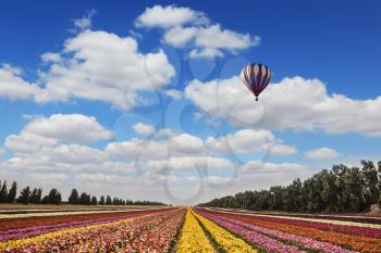 Quiet sunny spring day. Flower kibbutz near Gaza Strip. Great multi-colored balloons flies over flower field