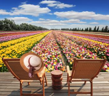Huge field flowers. At the edge of the field on wooden platform are two comfortable sun loungers. On one of them hangs an elegant female hat
