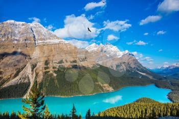 Turquoise Lake Peyto in Banff National Park. Mountain Lake as a wolf head is popular among tourists