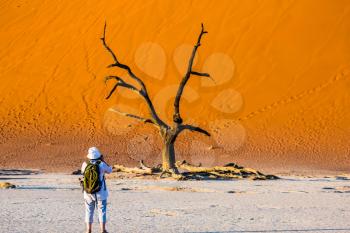 Travel to Namibia. Namib-Naukluft National Park. White bottom of a dried-up lake surrounded by orange dunes. Elderly woman - tourist photographing picturesque dried tree