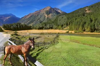  Rural pastoral. Farm fields separated from the dirt road the low fence made ​​of logs. Behind the fence stands the rustic horse