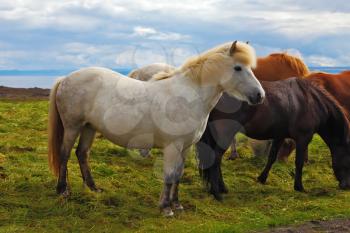 Herd of Icelandic horses magnificent. Well-groomed horses graze and play with each other in a meadow near the farm