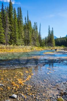  Banff National Park. Beneaped creek autumn, surrounded by pine forest. Canada, Rocky Mountains