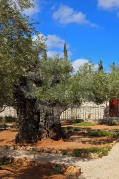 Ancient Jerusalem. Small garden of Gethsemane at the foot of the Mount of Olives. Location prayer of Jesus on the night of his arrest
