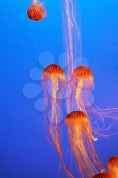 Decorative red jellyfish in blue water aquarium