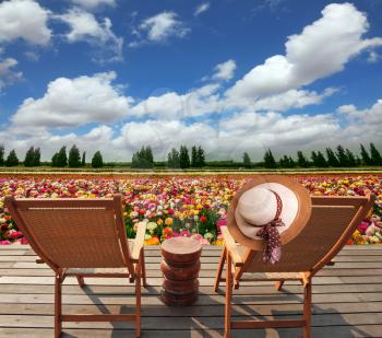 Two convenient chaise lounges stand on a roadside on wooden scaffold. The elegant women's hat hangs on one of them. The huge field of flowers in the kibbutz on border with Gaza Strip