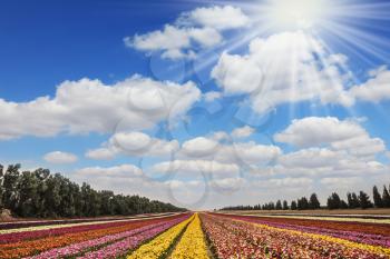 The sun's rays shine from cumulus clouds. Flower kibbutz near Gaza Strip. Spring flowering buttercups