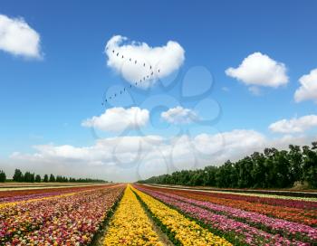 Flower kibbutz near Gaza Strip. Spring flowering buttercups. Over the field flying flock of migratory birds