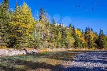Flock of migratory birds in the blue sky. Mountain valley in Banff National Park. Canada, Rocky Mountains