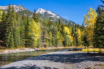 Beneaped creek autumn, surrounded by pine forest. Banff National Park. Canada, Rocky Mountains