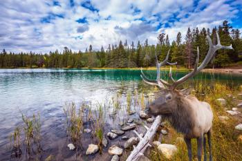Thel Golden Autumn in the Rocky Mountains of Canada. Wonderful antlered deer on the shore of cold lake
