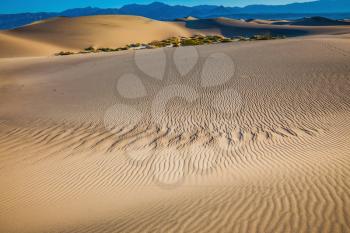 Windy and hot morning in the desert. Small ripples on the sand dunes. Picturesque Death Valley, USA. Mesquite Flat Sand Dunes