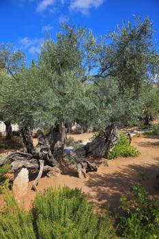 Location prayer of Jesus before his arrest in Jerusalem. The path between the old olive trees in the Garden of Gethsemane