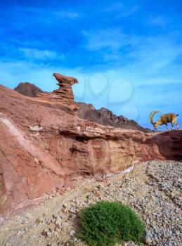 Sharp-horned mountain goat in the Eilat Mountains. Unique  outcrops  in the mountains of pink sandstone